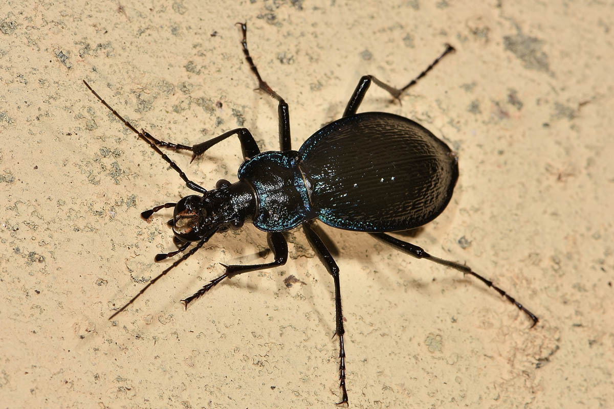 Carabidae: Carabus lefebvrei bayardi? S.